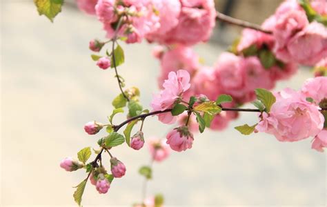 如何旺桃花|什么是桃花运？如何找出自己的桃花位？怎样助旺自己的桃花位？